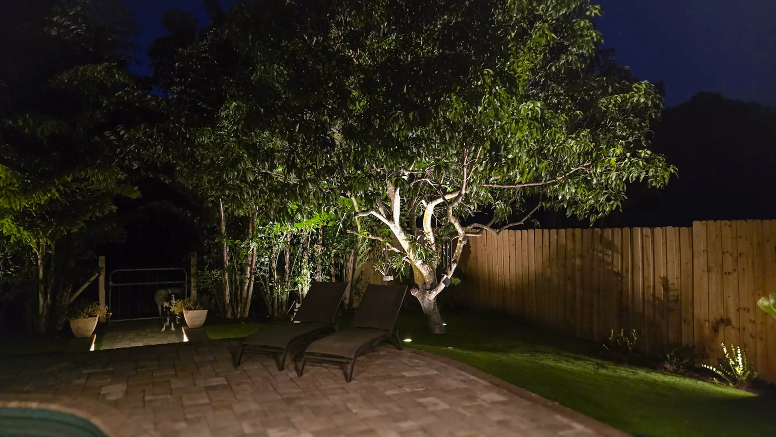 A broad shade tree uplit over a paver patio and loungers at night