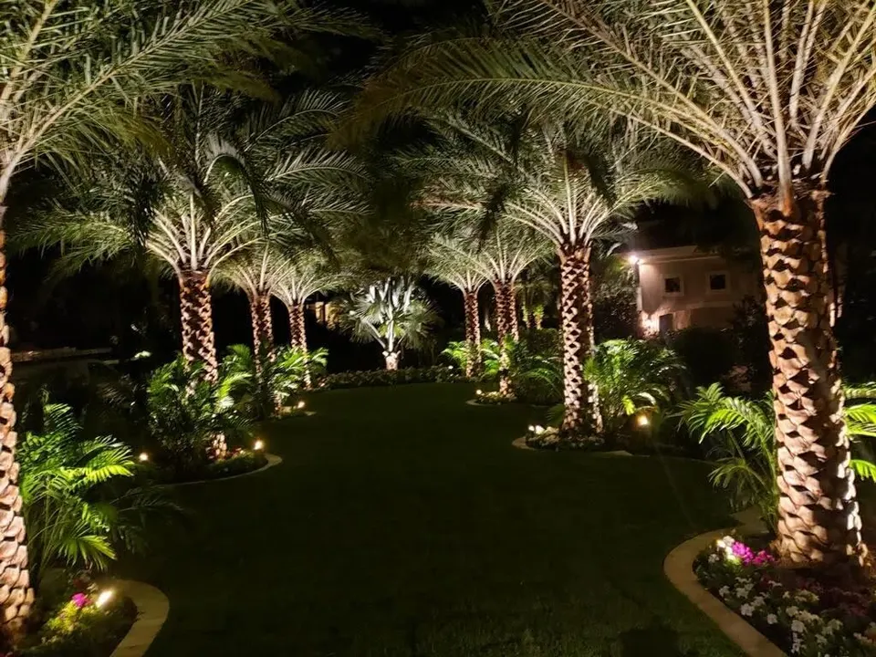 A grove of date palms uplit at night, the diamond-cut trunks in strong relief
