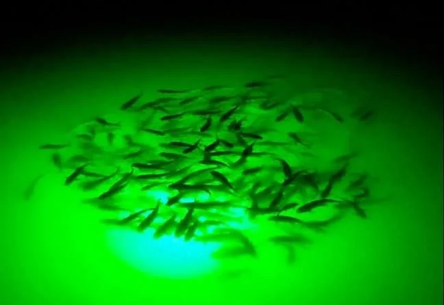 A dense school of small fish gathered in green light under a dock at night