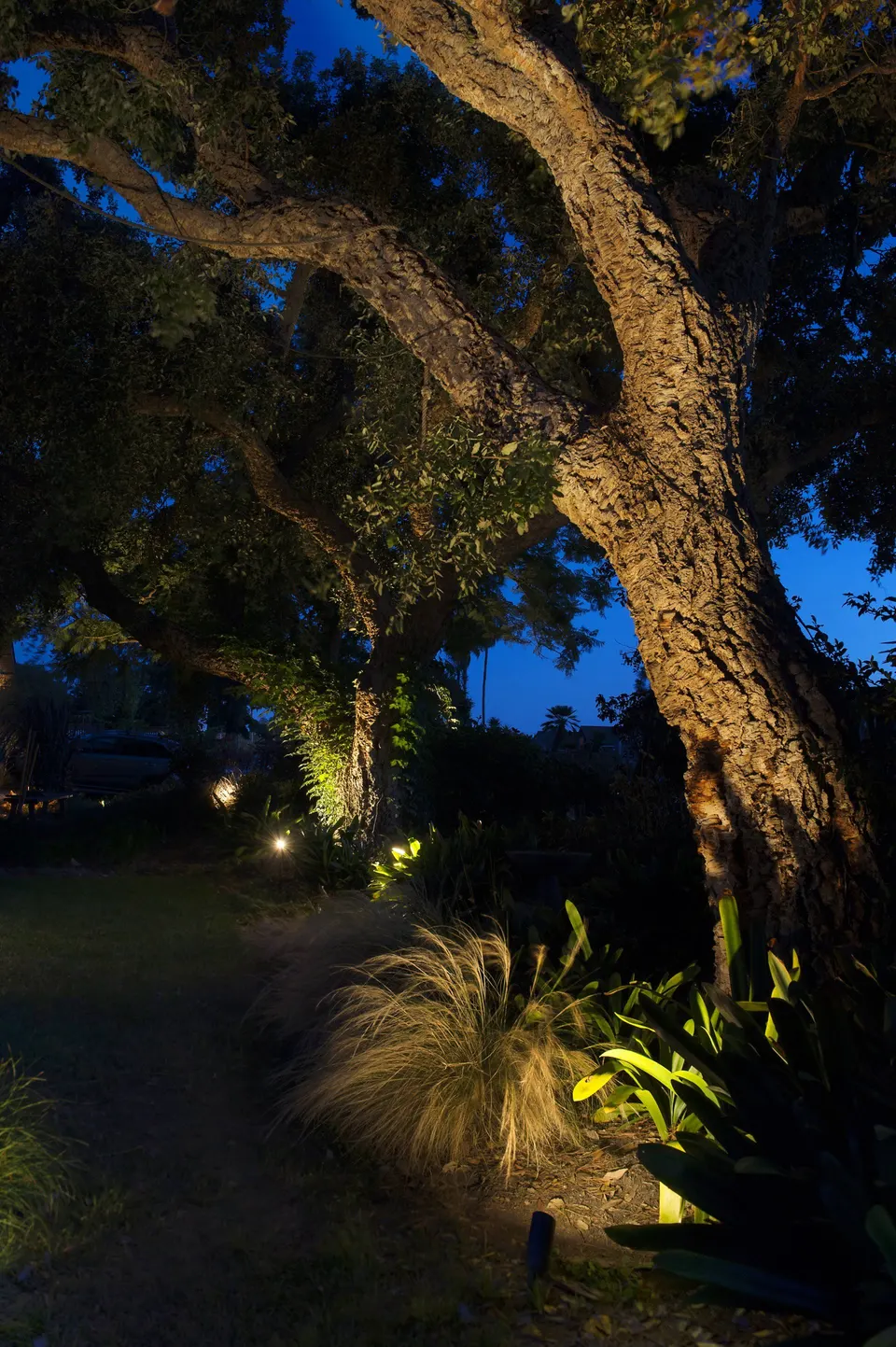 The trunk and heavy limbs of a live oak lit at night, blue sky showing through the canopy