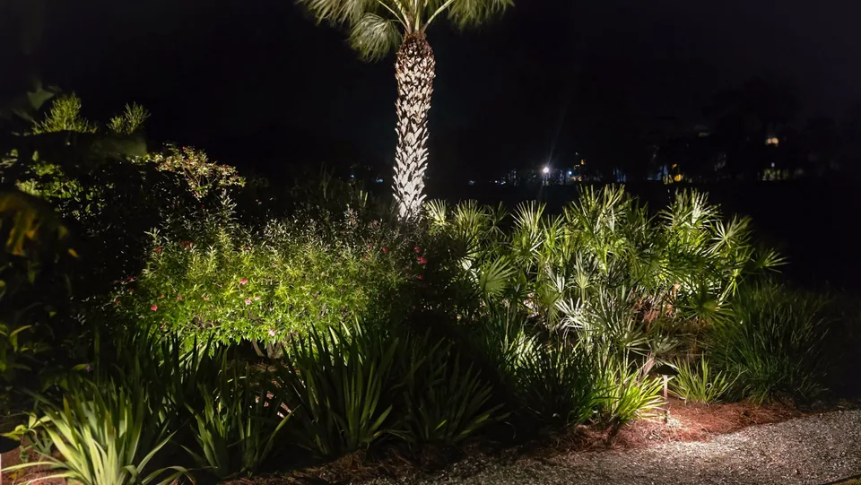 A dense bed of palmettos and flowering shrubs lit at night beside a gravel path, a palm trunk uplit behind