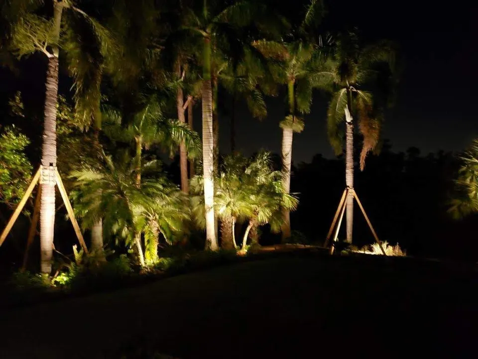 Slender trees uplit at night