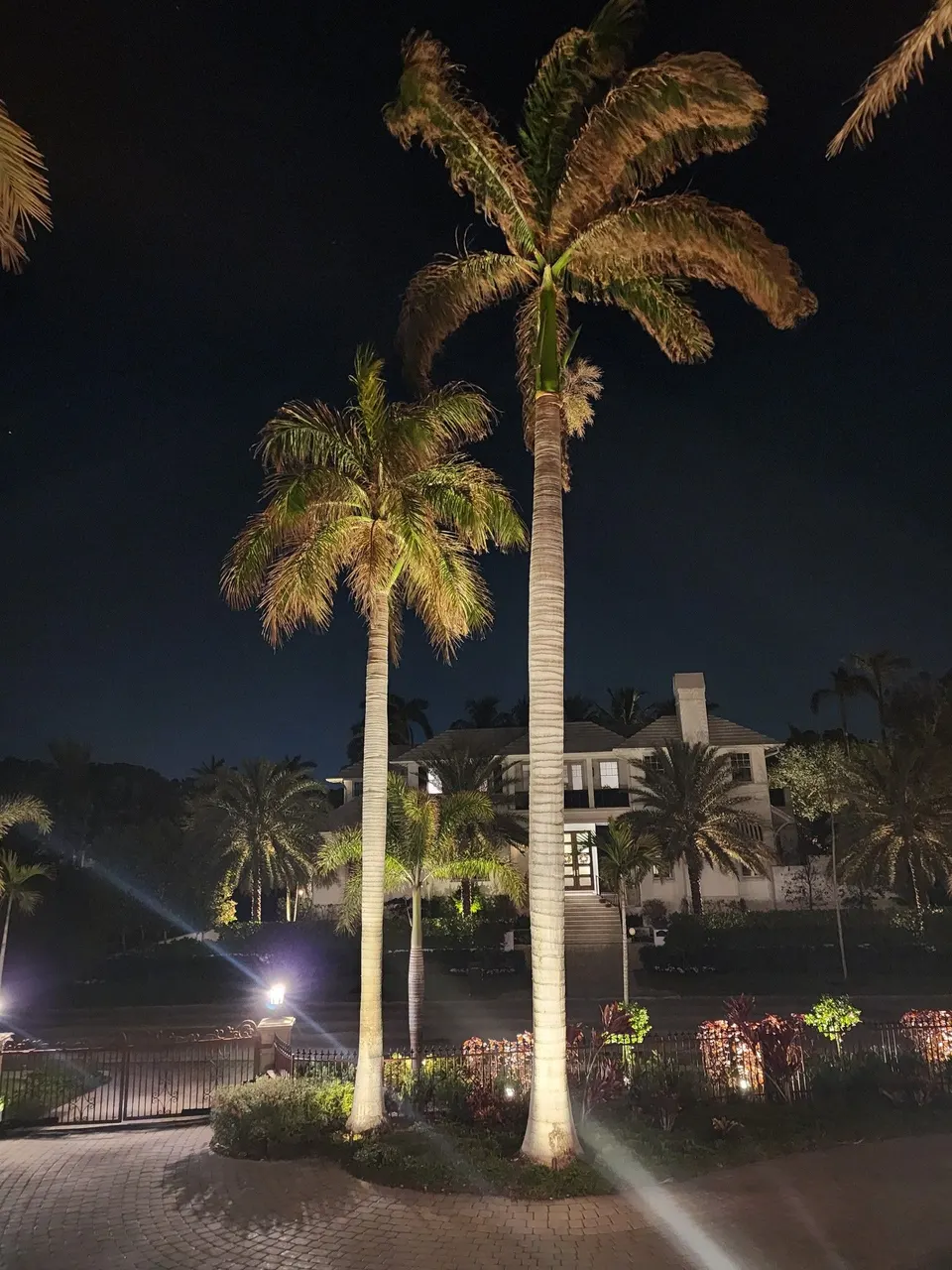 Two royal palms uplit beside an entry gate at night, the smooth trunks lit all the way to the crown