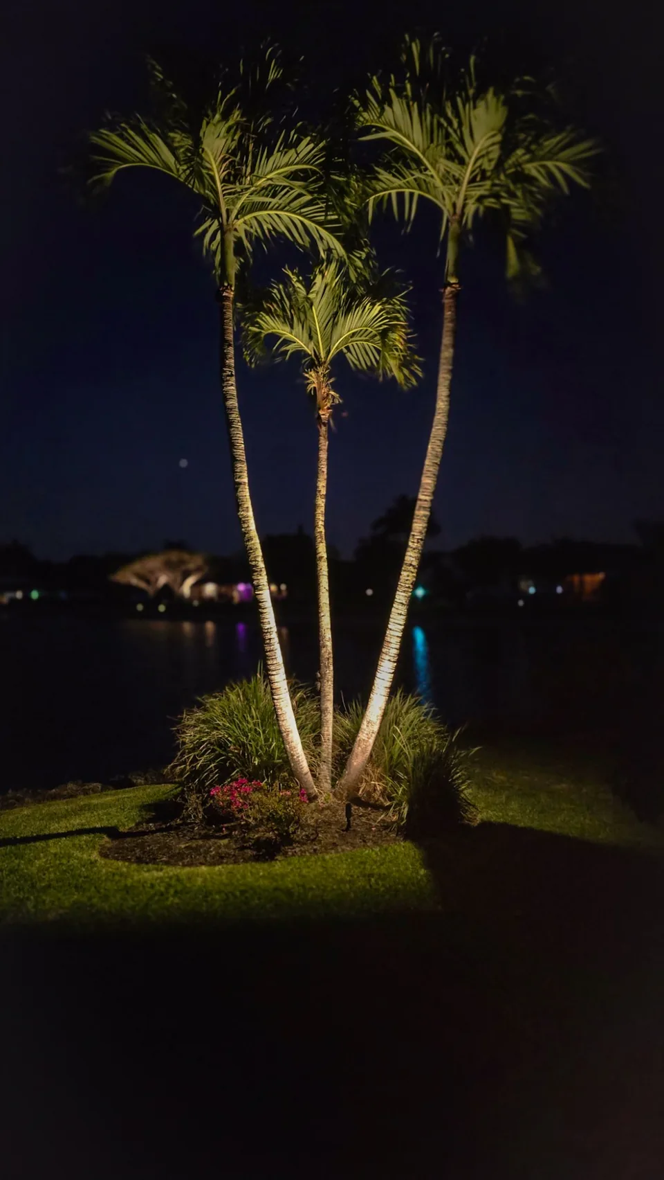 Three palm trunks uplit from one bed beside a lake at night