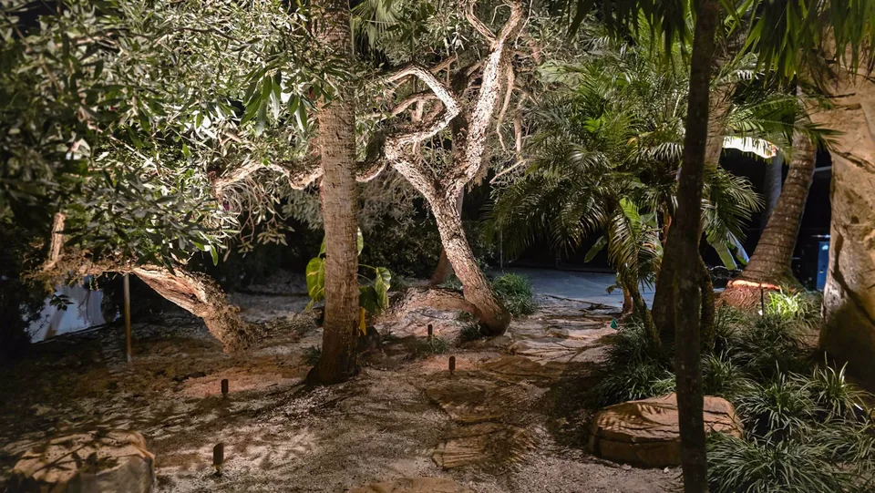 Stepping stones through a tropical garden, low path lights among twisting uplit limbs