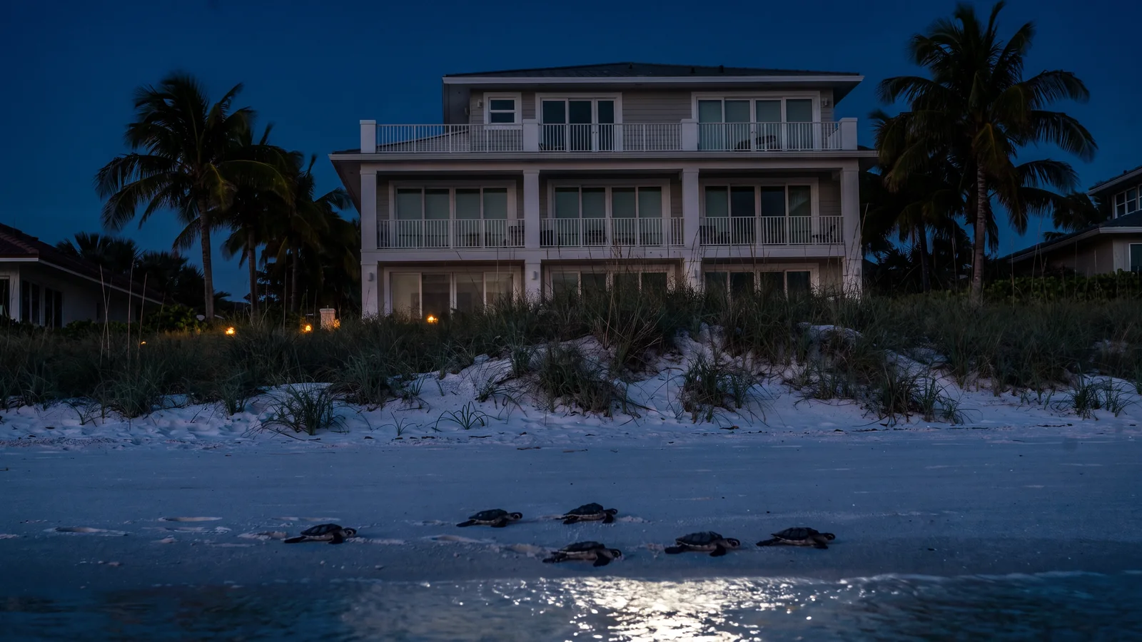 A beachfront home seen from the sand at night, with sea turtle hatchlings on the beach