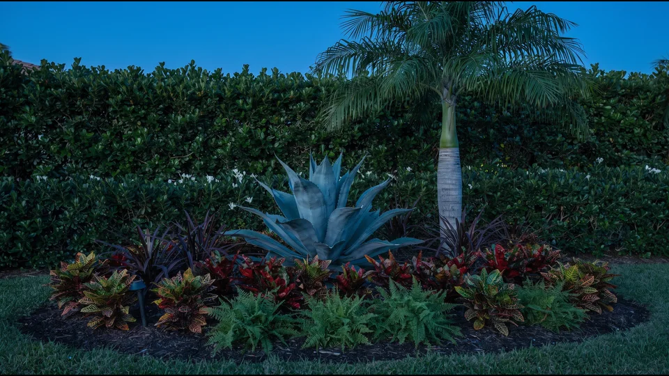 Illustration of a tropical garden bed at dusk: an agave and a foxtail palm in front of a clipped hedge, with a low border of bromeliads and crotons