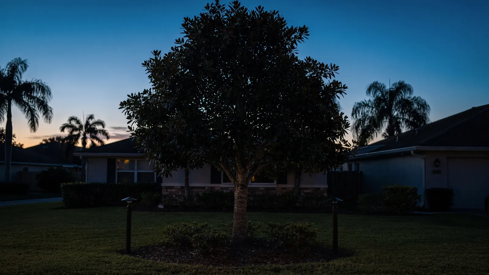 A broad shade tree in a front lawn at dusk with two path lights at its bed