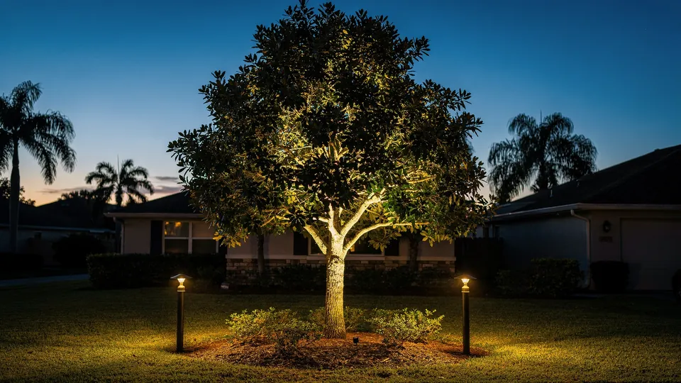 Illustration of a front yard tree lit from below with two low path lights in front of it