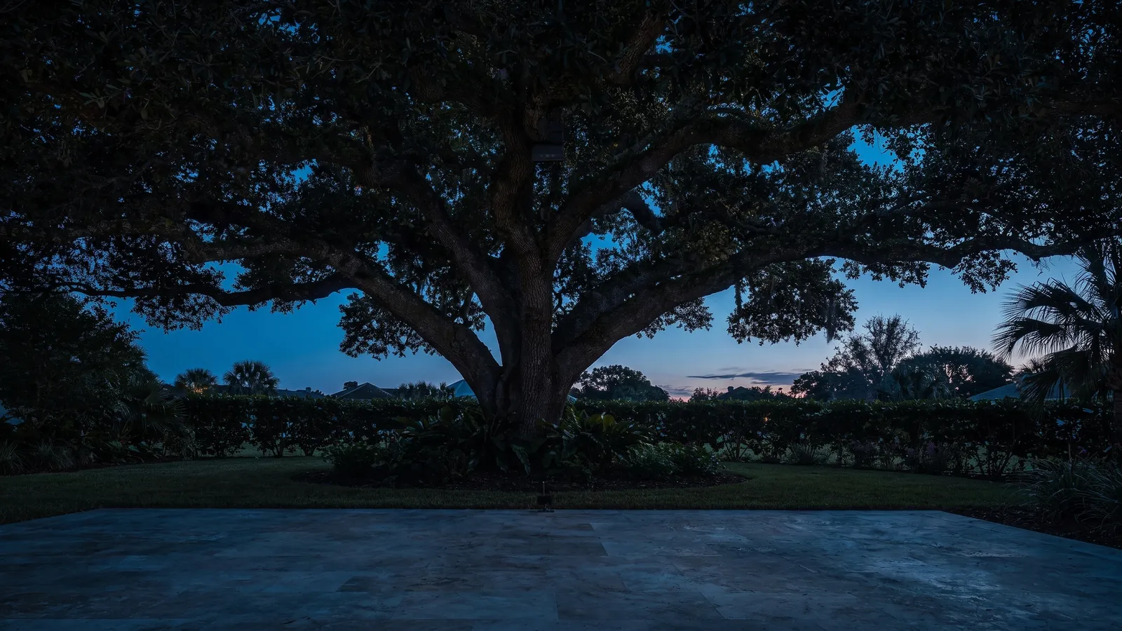 Illustration of a large live oak over a stone terrace at dusk, lit from a fixture high in its canopy
