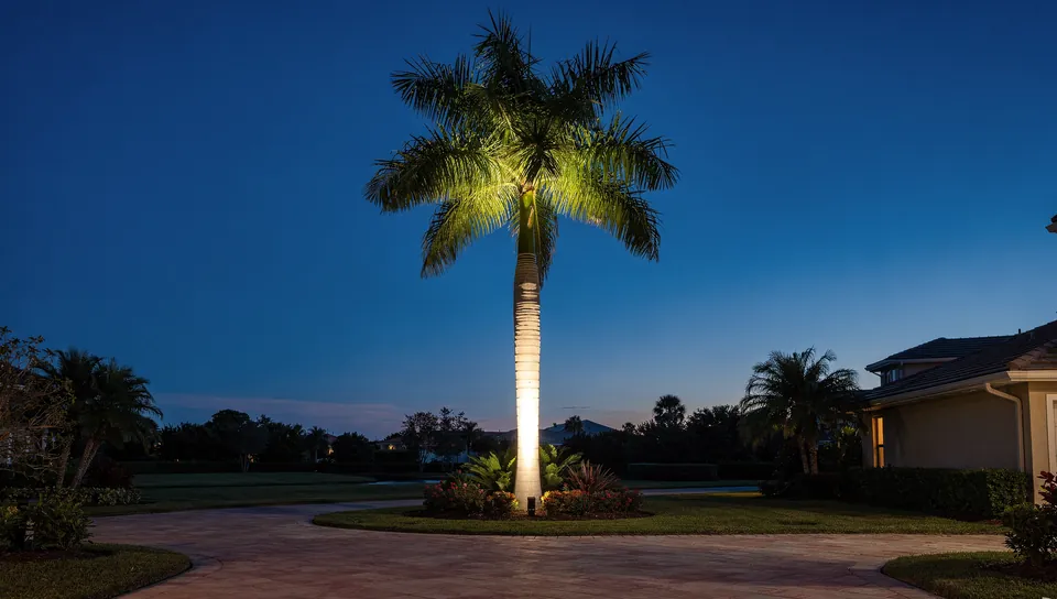 Illustration of a single tall palm with a smooth gray trunk lit from its base at dusk