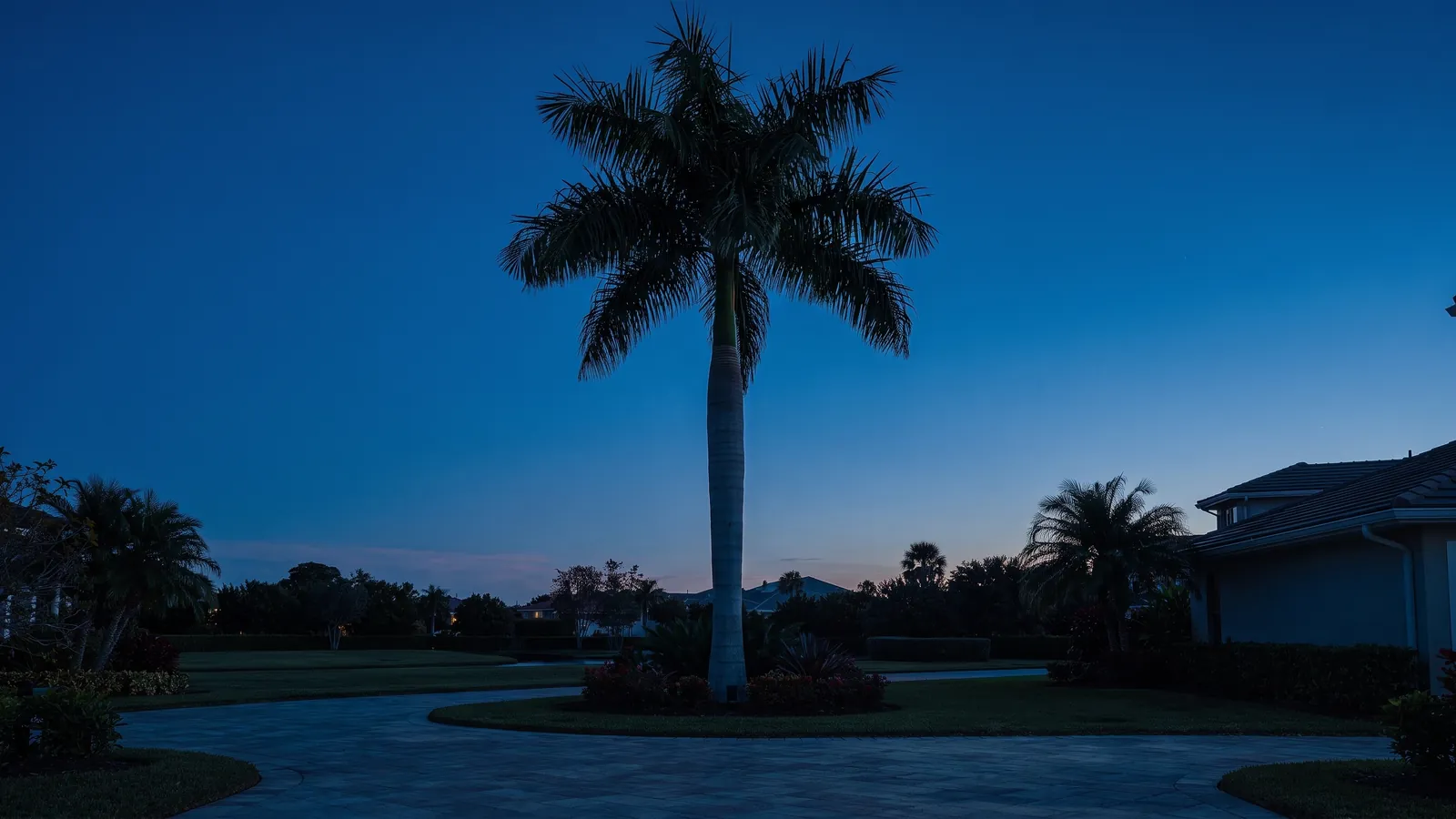 A single royal palm in a circular bed at dusk
